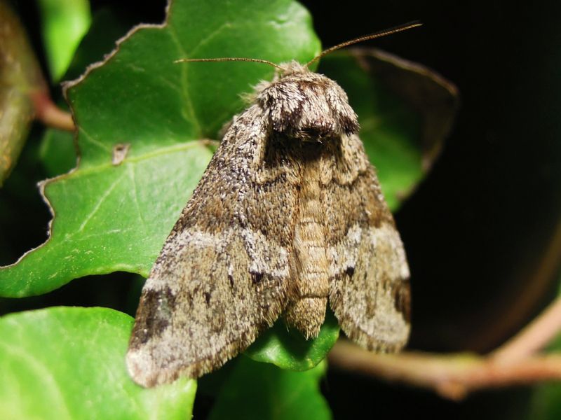 Drymonia dodonaea